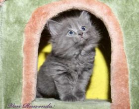 Kätzchen Lady Guinevere von den Norwegischen Waldkatzen von Ruwenda mit knapp 7 Wochen