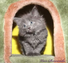 Kitten Lady Guinevere von den Norwegischen Waldkatzen von Ruwenda im Alter von fast 7 Wochen