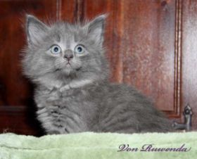 Waldkatzenbaby Lady Guinevere von den Norwegischen Waldkatzen von Ruwenda mit fast 7 Wochen