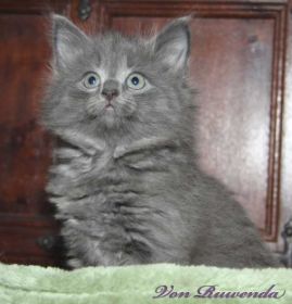 Kitten Lady Guinevere von den Norwegischen Waldkatzen von Ruwenda mit fast 7 Wochen