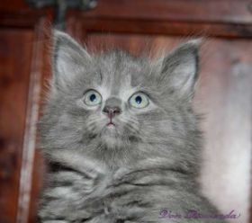 Katzenbaby Lady Guinevere von den Norwegischen Waldkatzen von Ruwenda mit knaoo 7 Wochen