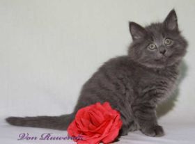 Waldkatzenbaby Lady Guinevere von den Norwegischen Waldkatzen von Ruwenda im Alter von knapp 9 Wochen