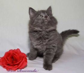 Kätzchen Lady Guinevere von den Norwegischen Waldkatzen von Ruwenda in Alter von knapp 9 Wochen