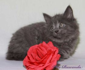 Kitten Lady Guinevere von den Norwegischen Waldkatzen von Ruwenda mit roter Rose