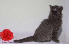 Kätzchen Lady Guinevere von den Norwegischen Waldkatzen von Ruwenda mit roter Rose