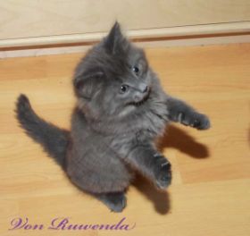 Kitten Lady Guinevere von den Norwegischen Waldkatzen von Ruwenda kann Männchen machen