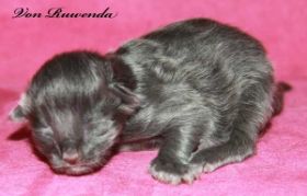 Kätzchen Morgana le Fay von den Norwegischen Waldkatzen von Ruwenda am 1. Tag