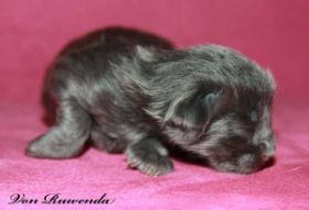 Katzenbaby Morgana le Fay von den Norwegischen Waldkatzen von Ruwenda am 1. Tag