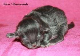 Kitten Morgana le Fay von den Norwegischen Waldkatzen von Ruwenda am 1. Tag