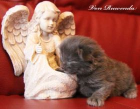 Katzenbaby Morgana le Fay von den Norwegischen Waldkatzen von Ruwenda mit 11 Tagen