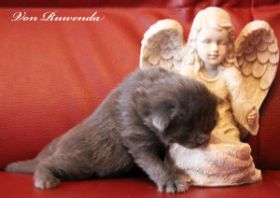 Kätzchen Morgana le Fay von den Norwegischen Waldkatzen von Ruwenda mit 11 Tagen