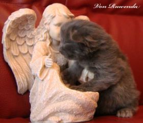 Kitten Morgana le Fay von den Norwegischen Waldkatzen von Ruwenda mit 11 Tagen