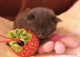 Katzenbaby Morgana le Fay von den Norwegischen Waldkatzen von Ruwenda mit 18 Tagen