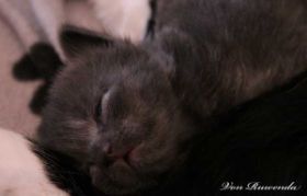 Morgana le Fay von den Norwegischen Waldkatzen von Ruwenda kuschelt in Mamas Armen