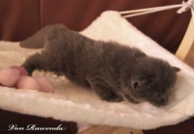 Kitten Morgana le Fay von den Norwegischen Waldkatzen von Ruwenda mit 18 Tagen