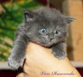 Katzenbaby Morgana le Fay von den Norwegischen Waldkatzen von Ruwende im Alter von knapp 4 Wochen