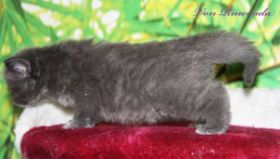 Kätzchen Morgana le Fay von den Norwegischen Waldkatzen von Ruwenda im Alter von knapp 4 Wochen