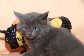 Katzenbaby Morgana le Fay von den Norwegischen Waldkatzen von Ruwenda mit kanpp 5 Wochen
