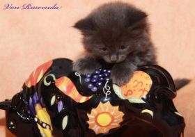 Kitten Morgana le Fay von den Norwegischen Waldkatzen von Ruwenda mit knapp 5 Wochen