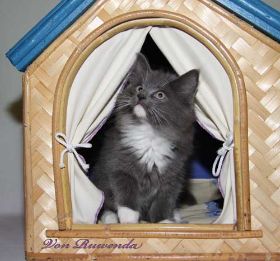 Kätzchen Sir Lancelot von den Norwegischen Waldkatzen von Ruwenda mit knapp 11 Wochen