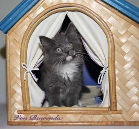 Katzenbaby Sir Lancelot von den Norwegischen Waldkatzen von Ruwenda mit knapp 11 Wochen