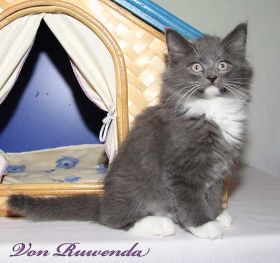 Kätzchen Sir Lancelot von den Norwegischen Waldkatzen von Ruwenda vor seinem Katzenhäuschen