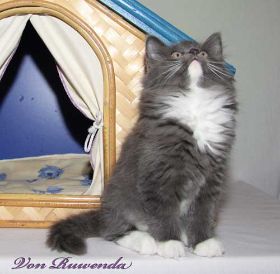 Kätzchen Sir Lancelot von den Norwegischen Waldkatzen von Ruwenda mit knapp 11 Wochen