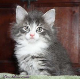 Katzenbaby Sir Tristan von den Norwegischen Waldkatzen von Ruwenda mit fast 7 Wochen