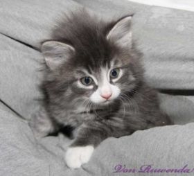 Kitten Sir Tristan von den Norwegischen Waldkatzen von Ruwenda auf Herrchens Schoß