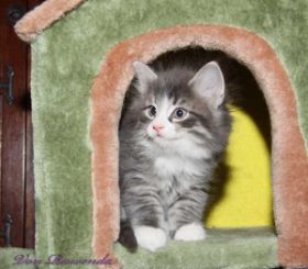 Kitten Sir Tristan von den Norwegischen Waldkatzen von Ruwenda mit fast 7 Wochen