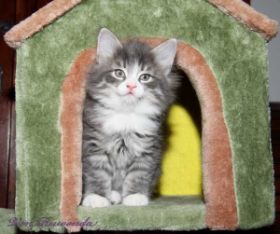 Katzenbaby Sir Tristan von den Norwegischen Waldkatzen von Ruwenda mit fast 7 Wochen