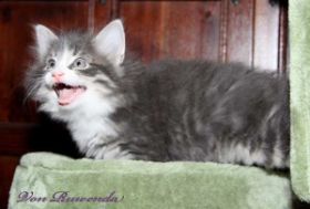 Schreihals Kätzchen Sir Tristan von den Norwegischen Waldkatzen von Ruwenda mit fast 7 Wochen