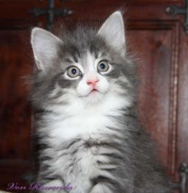 Kätzchen Sir Tristan von Ruwenda von den Norwegischen Waldkatzen von Ruwenda mit fast 7 Wochen