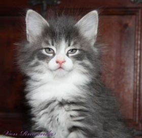 Kitten Cool Cat Sir Tristan von den Norwegischen Waldkatzen von Ruwenda mit fast 7 Wochen