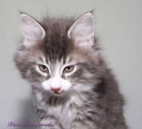 Kitten Sir Tristan von den Norwegischen Waldkatzen von Ruwenda