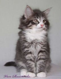 Waldkatzenbaby Sir Tristan von den Norwegischen Waldkatzen von Ruwenda ein süßer Bär