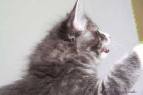 Katzenbaby Sir Tristan von Ruwenda von den Norwegischen Waldkatzen von Ruwenda