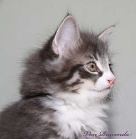 Kätzchen Sir Tristan von den Norwegischen Waldkatzen von Ruwenda