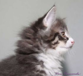 Katerchen Sir Tristan von den Norwegischen Waldkatzen von Ruwenda