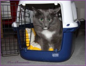 Sir Lancelot von den Norwegischen Waldkatzen von Ruwenda im Kannel