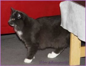 Sir Lancelot von den Norwegischen Waldkatzen von Ruwenda erkundet das Wohnzimmer