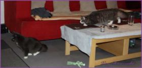 Tristan mit Lancelot von den Norwegischen Waldkatzen von Ruwenda im Bernhard Wohnzimmer