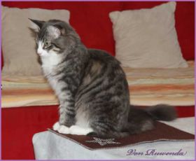 Sir Tristan von den Norwegischen Waldkatzen von Ruwenda auf dem Tisch bei Bernhard