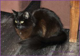 Frieda, die Kameradin von Sir Parzival von den Norwegischen Waldkatzen von Ruwenda