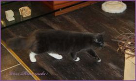 Sir Parzival von den Norwegischen Waldkatzen von Ruwenda auf Erkundung