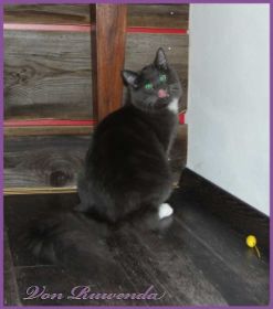 Sir Parzival von den Norwegischen Waldkatzen von Ruwenda mit gelbem Osterei