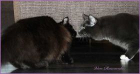 _Sir Parzival von den Norwegischen Waldkatzen von Ruwenda trifft seine neue Freundin Frieda