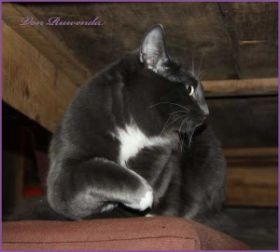 Sir Parzival von den Norwegischen Waldkatzen von Ruwenda unter dem Esstisch