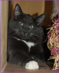 Parzival von den Norwegischen Waldkatzen von Ruwenda hinterm Kamin