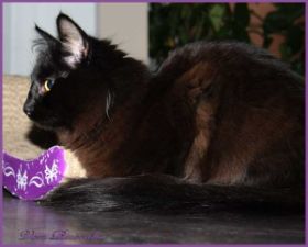 Frieda, die neue Gefährtin von Parzival von den Norwegischen Waldkatzen von Ruwenda